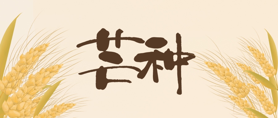 芒種 | 北收麥芒，南始插秧